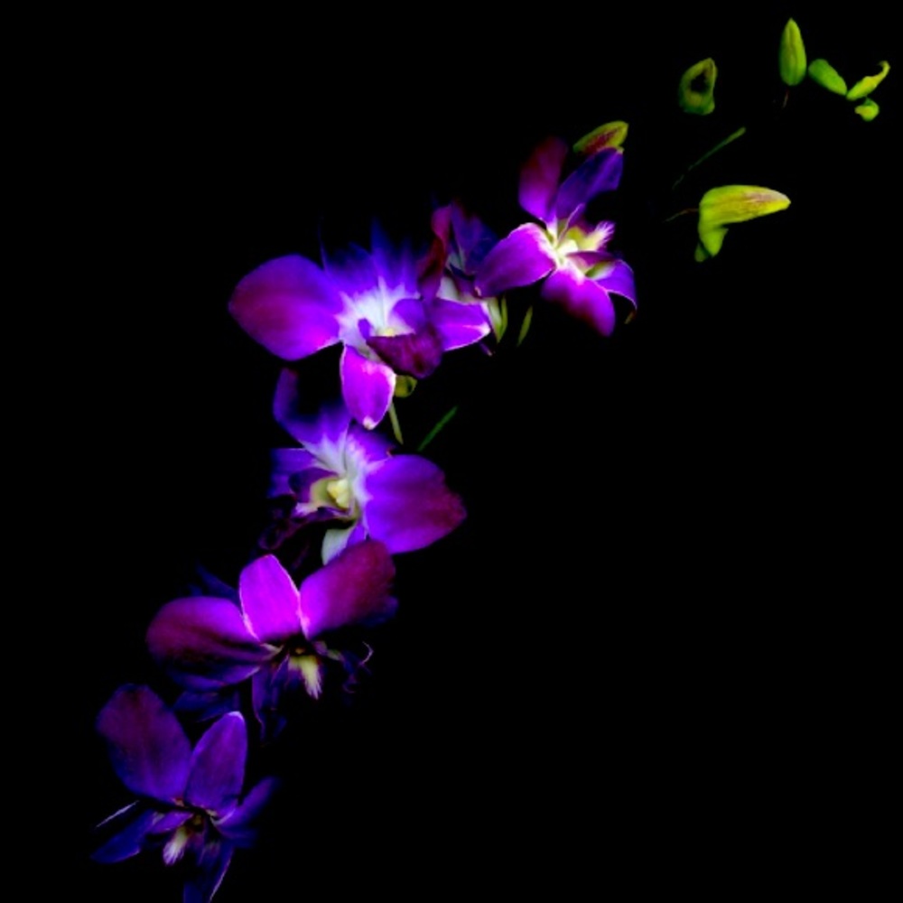 Meet your Posher, Dee